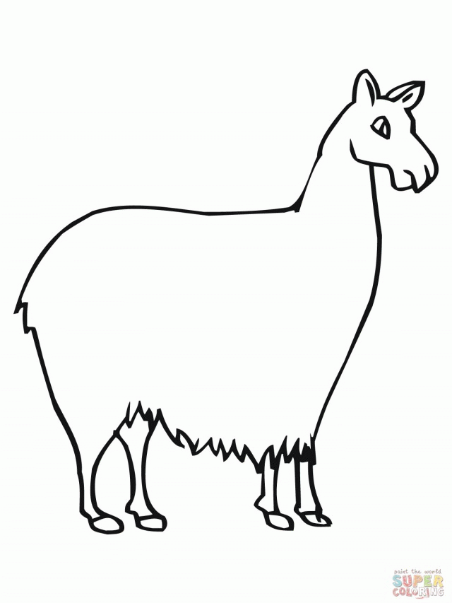 Plansa de colorat cu Lama 8 24